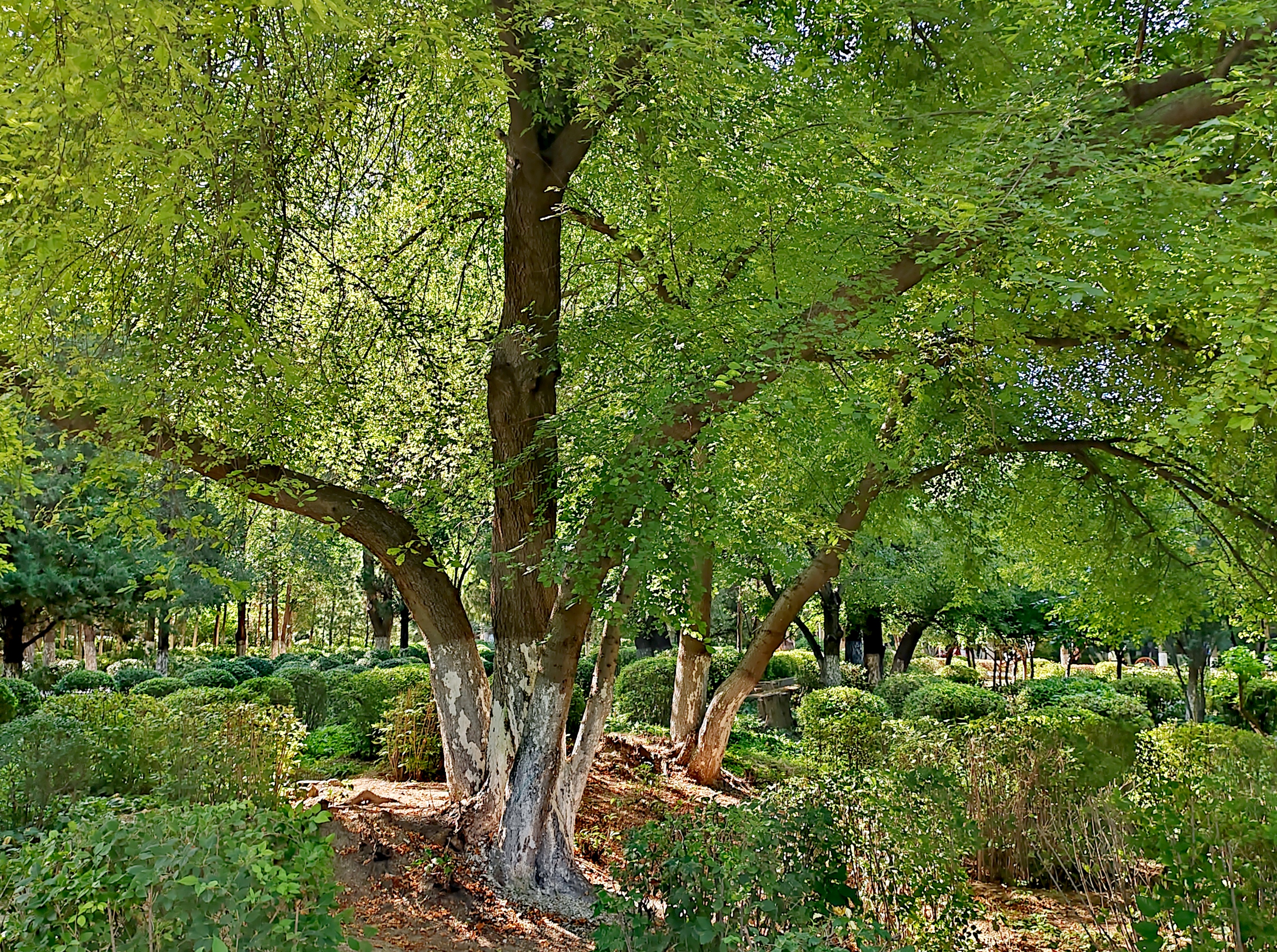 「走走拍拍61内蒙」质朴的赤峰植物园