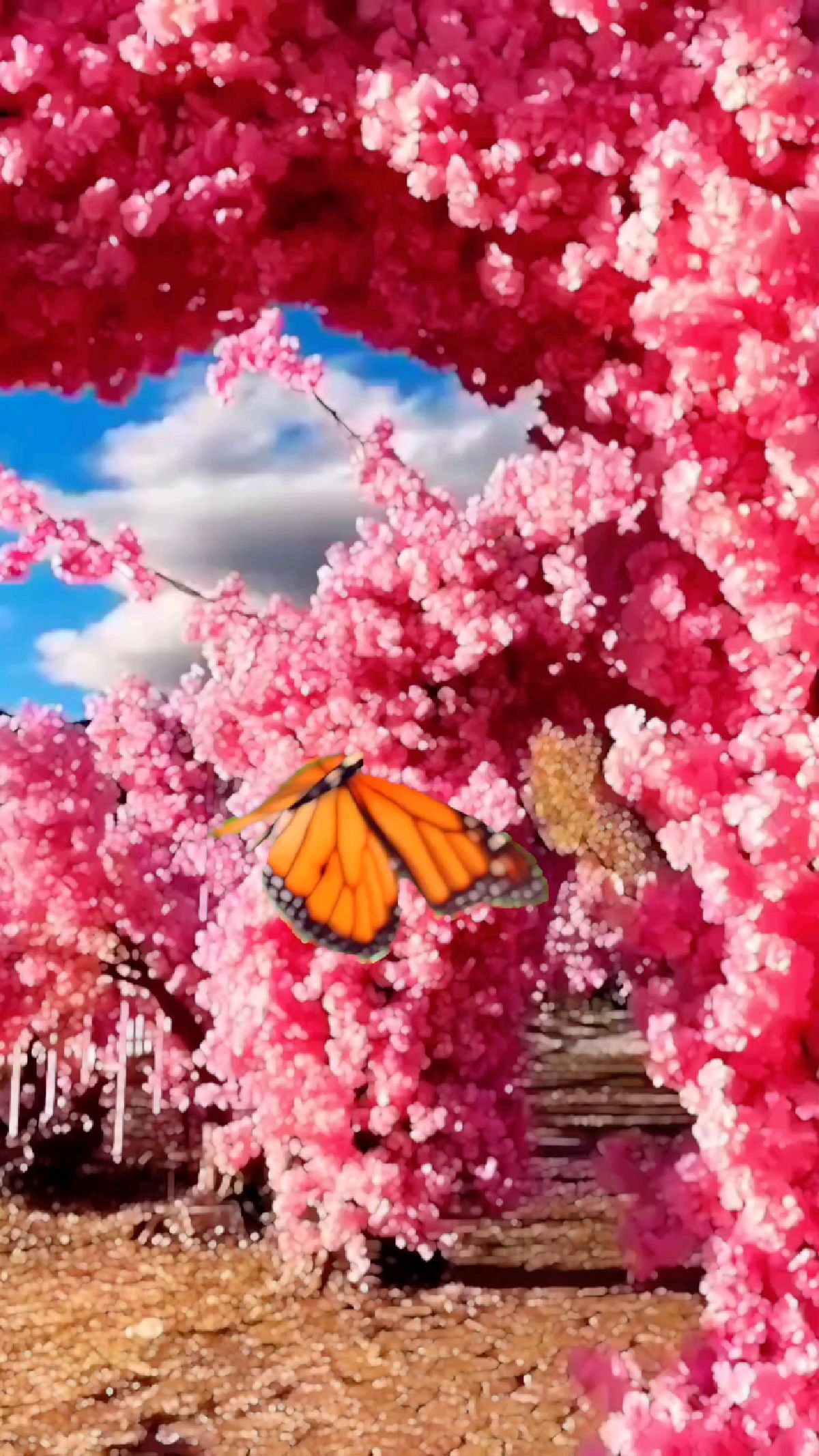 花的世界花的海洋真的太美了