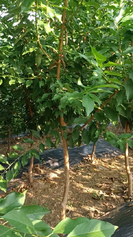 味帝李子苗青皮红肉美国杏李系列产量高收益大