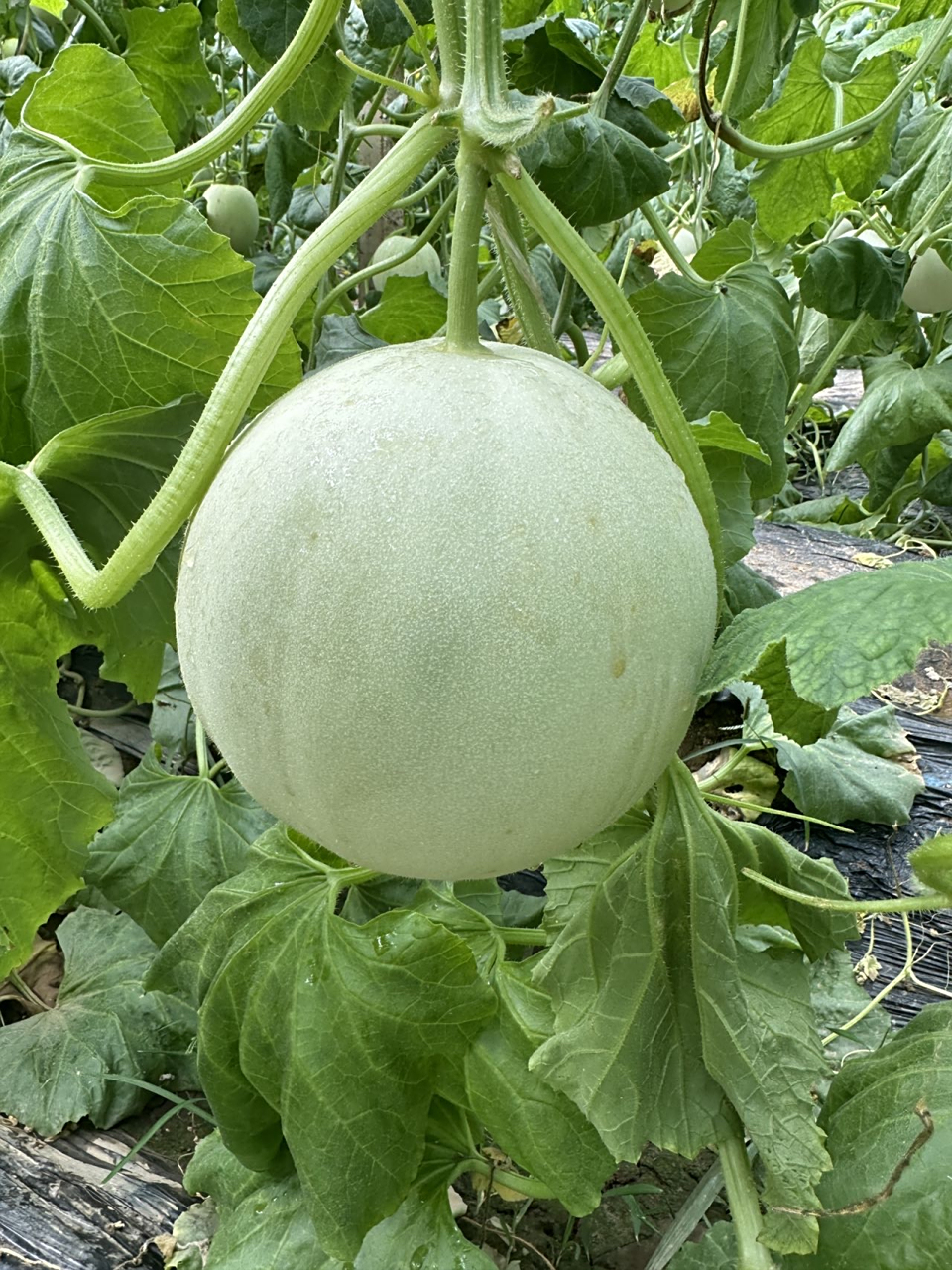 90 玉菇甜瓜甜蜜上市 肉厚皮薄,口感绵软,多汁 咬下去就能感到满嘴