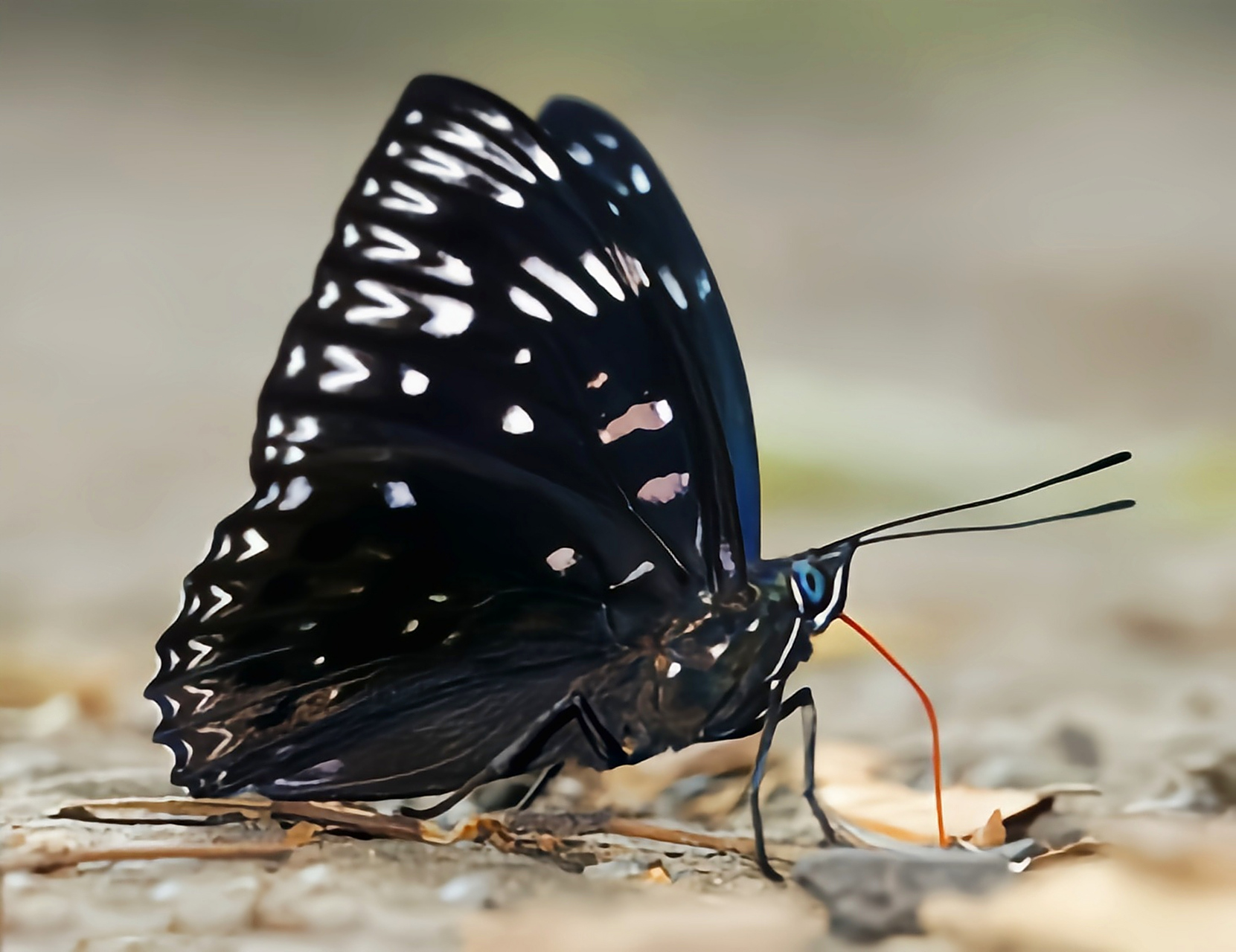 每天认识一种昆虫——电蛱蝶 电蛱蝶别名流星蛱蝶,原产于亚洲东部至