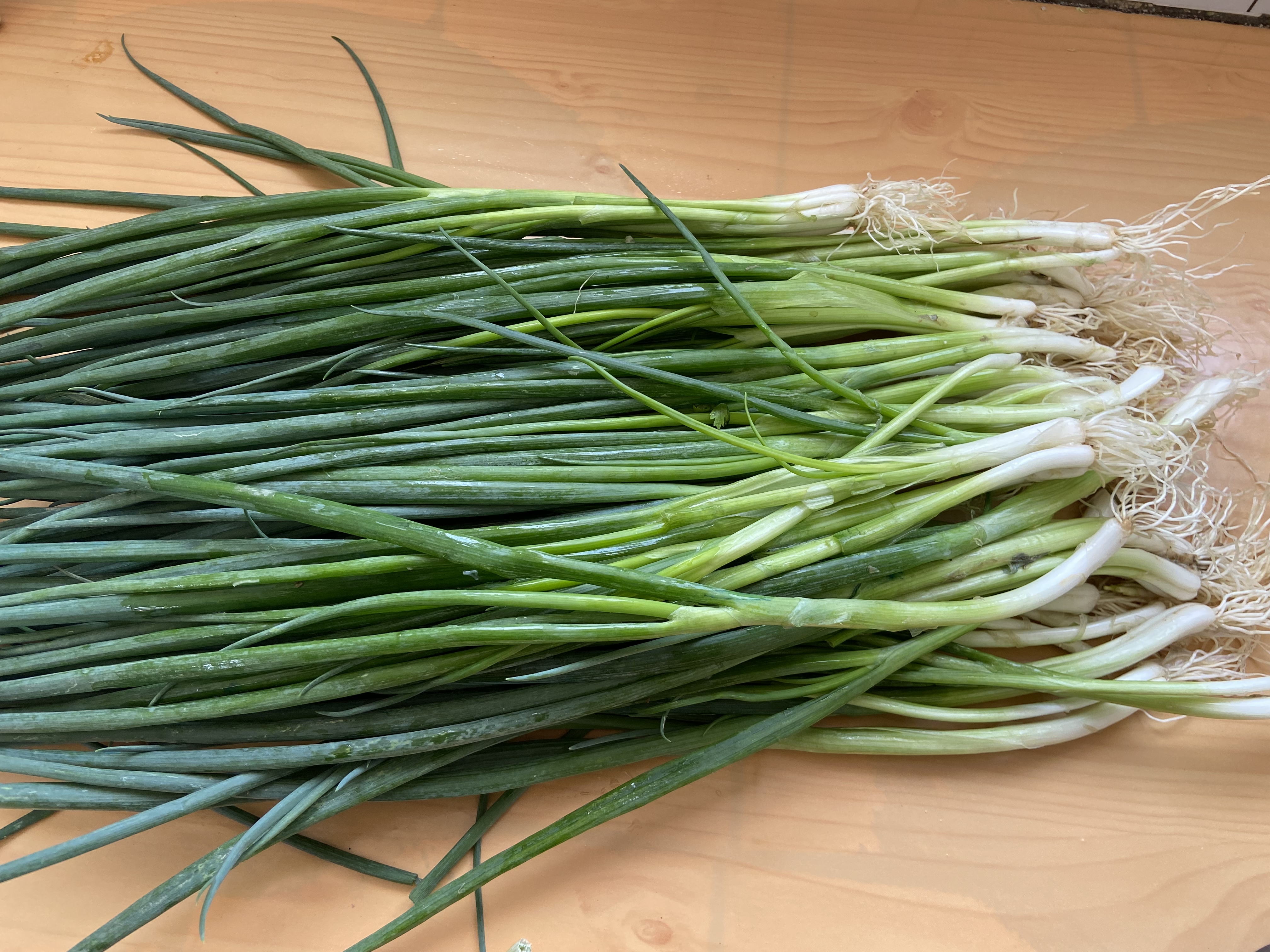 把香葱放到罐子里,没想到这么厉害,放一年和新鲜的一样,真实用