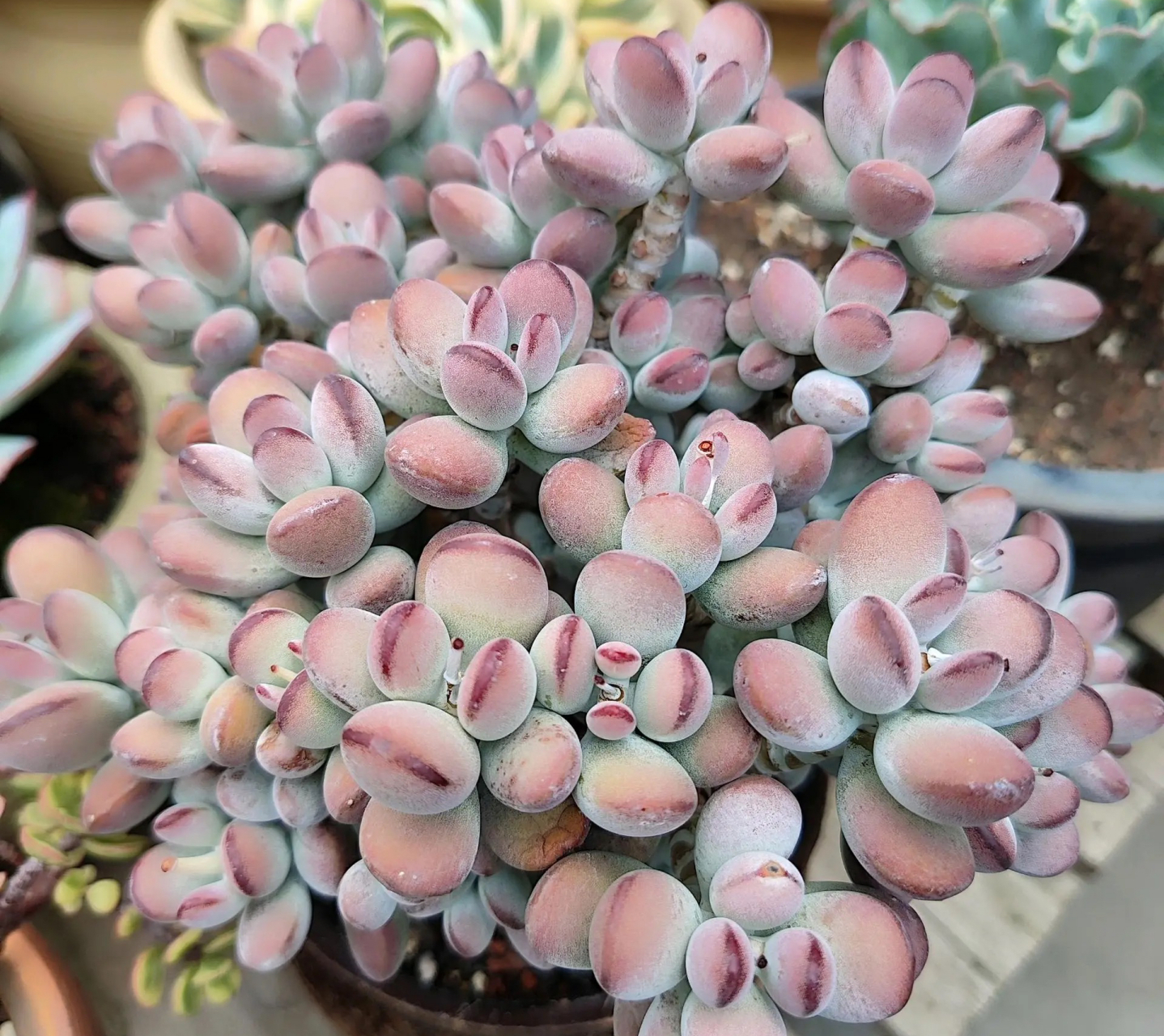 隔着屏幕都觉得心疼,养护多年的乒乓福娘,一不留神出问题了