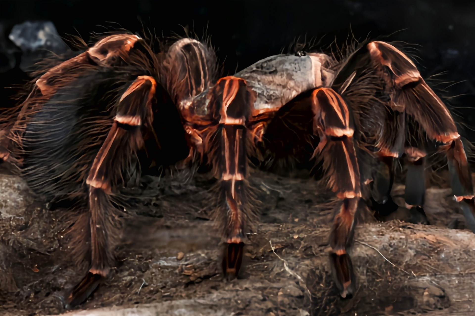 每天认识一种动物——巴西橙间食鸟蛛 巴西橙间食