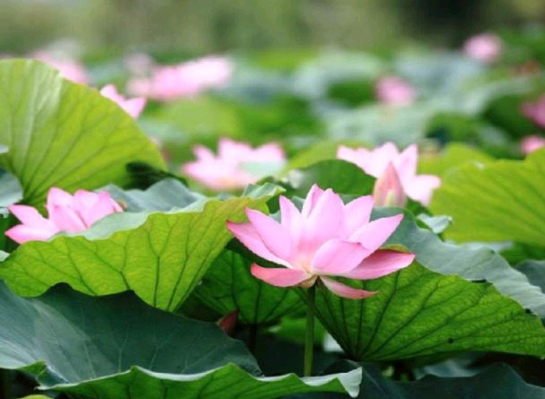 郑德璘的故事,一则诗词中的唐代传奇