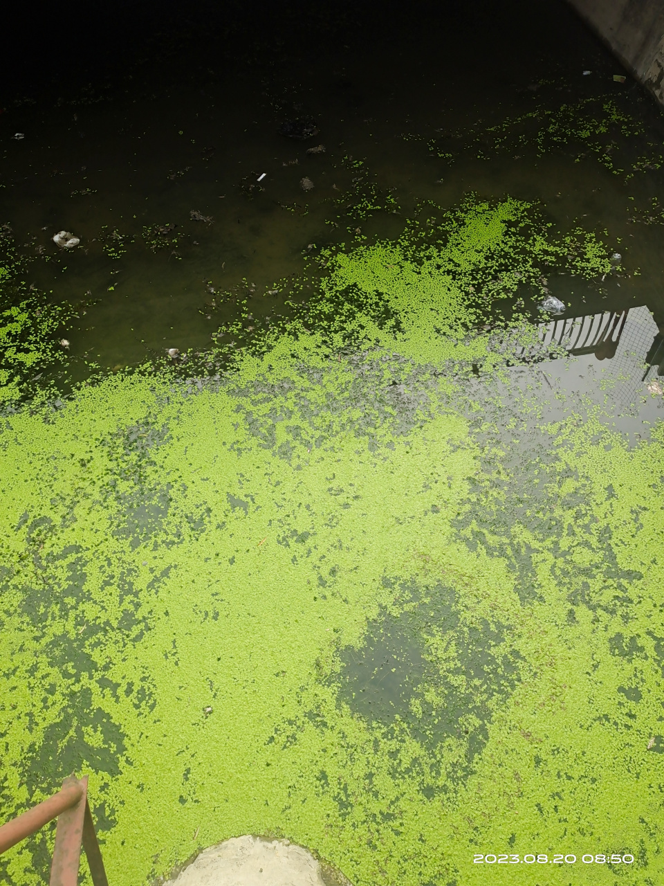 《浮萍》记得小时在家乡的池塘里见过一层的绿水草,其实名字叫浮萍.