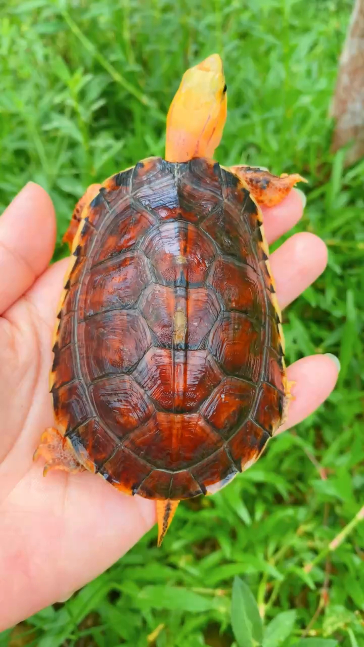 拥有红宝石之称的龟龟百色闭壳龟,公龟,3两重特价