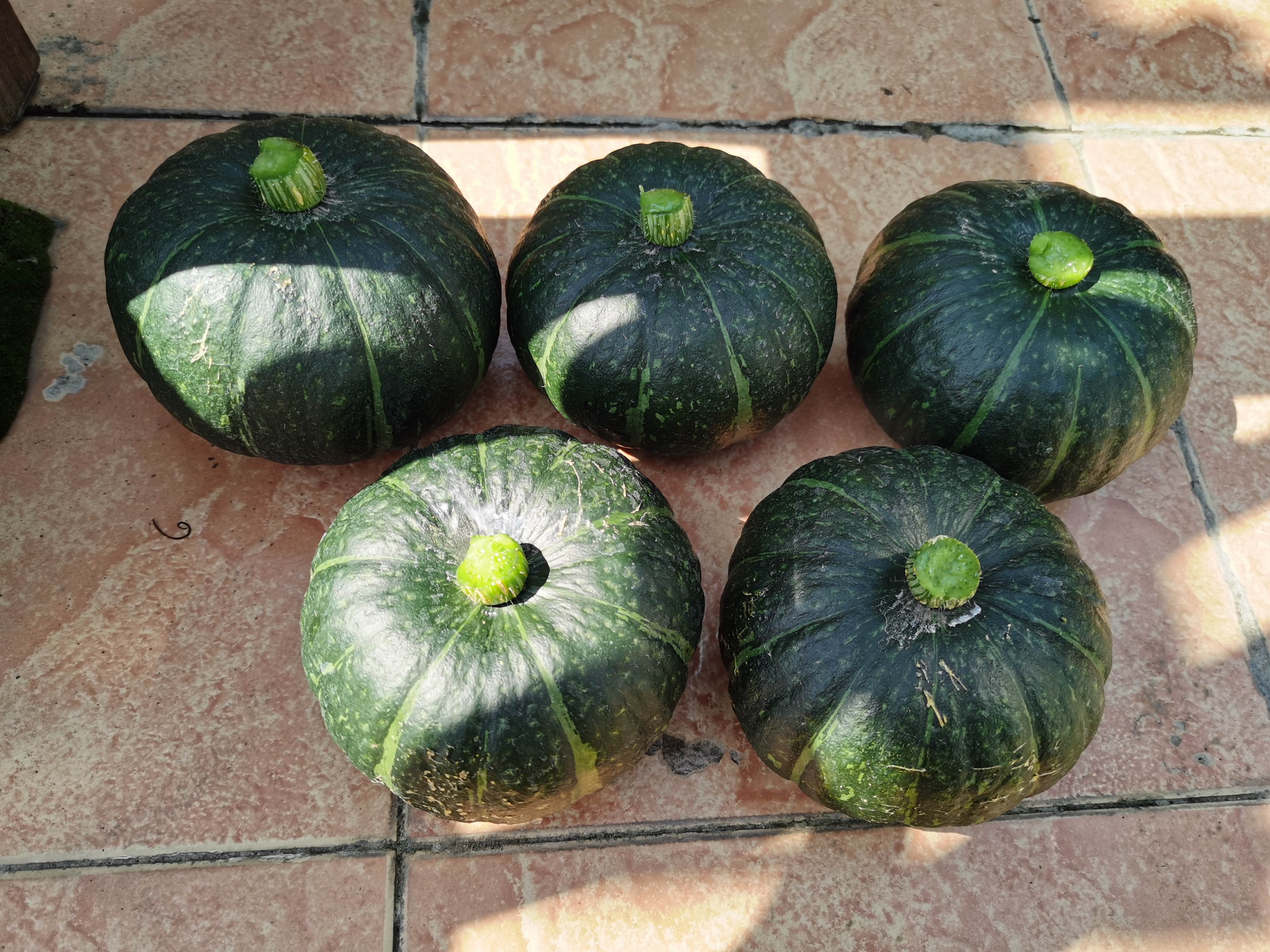 第二批贝贝南瓜