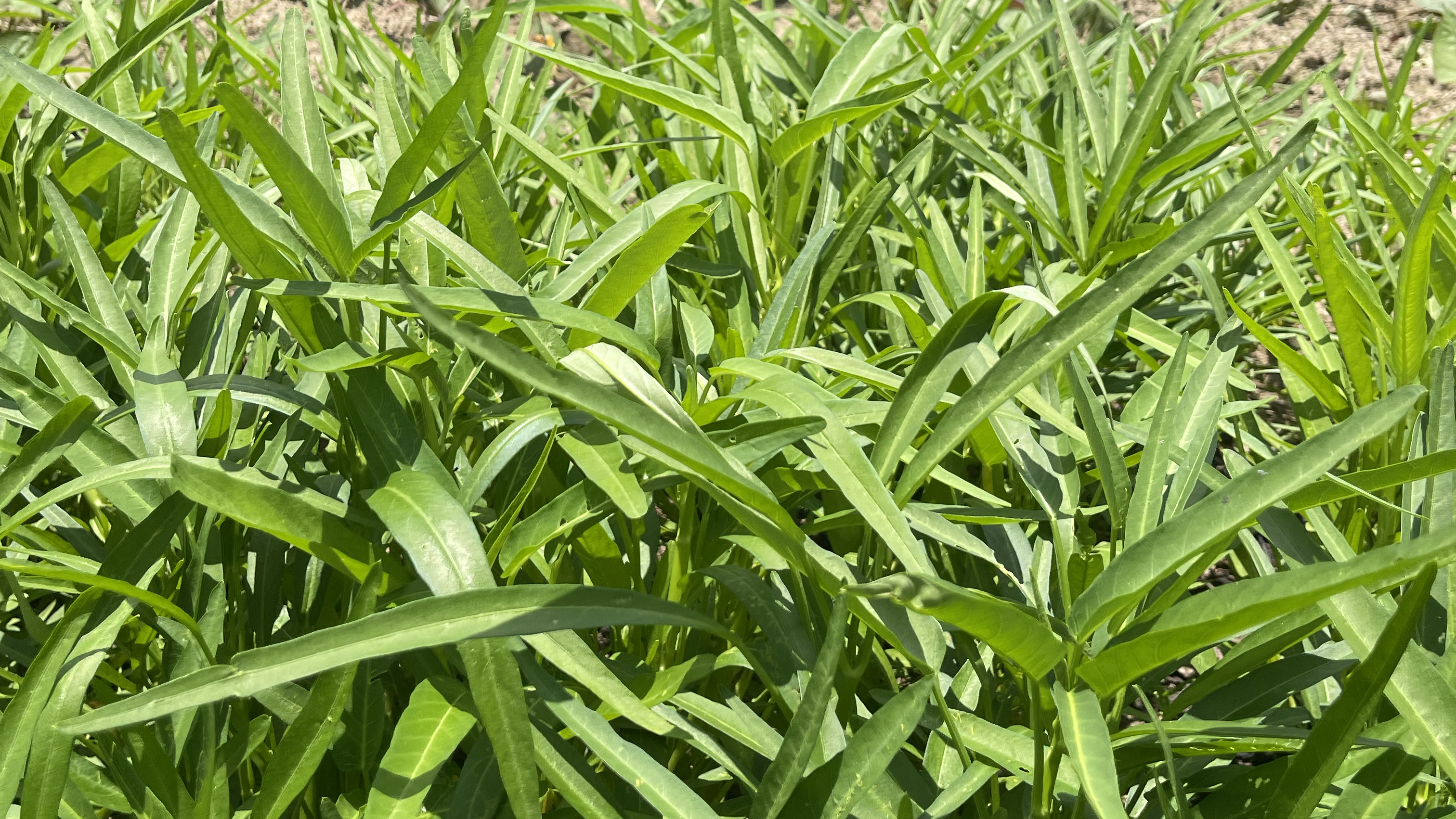 空心菜为何叫蕹菜?不仅好吃而且还是蛇药?来了解后就明白了