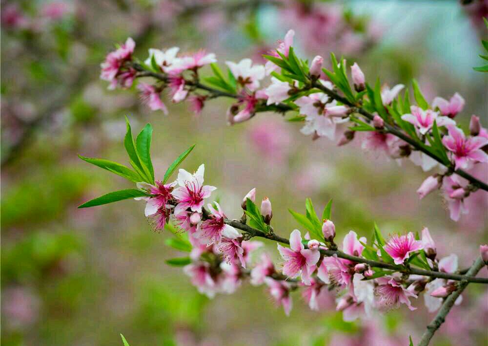 莺花 baijiahao.baidu.com