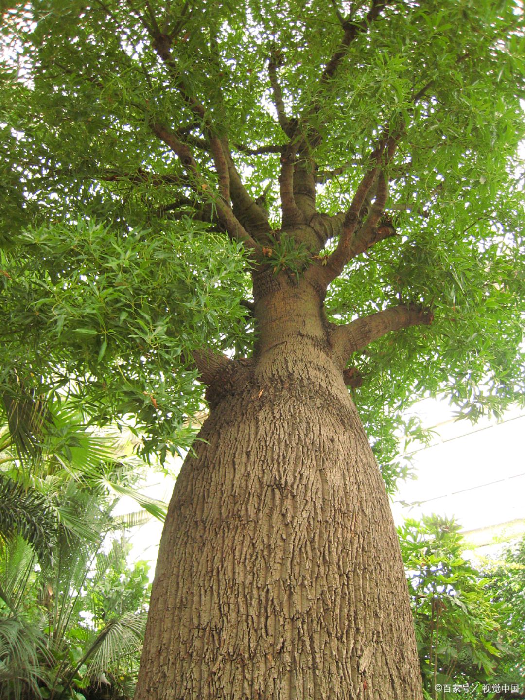 植物-澳大利亚-瓶干树