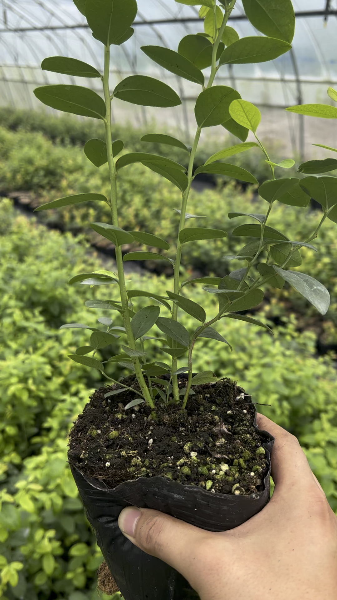 f6蓝莓苗,零休眠极丰产,目前最早熟,丰产的蓝莓苗品种-度小视