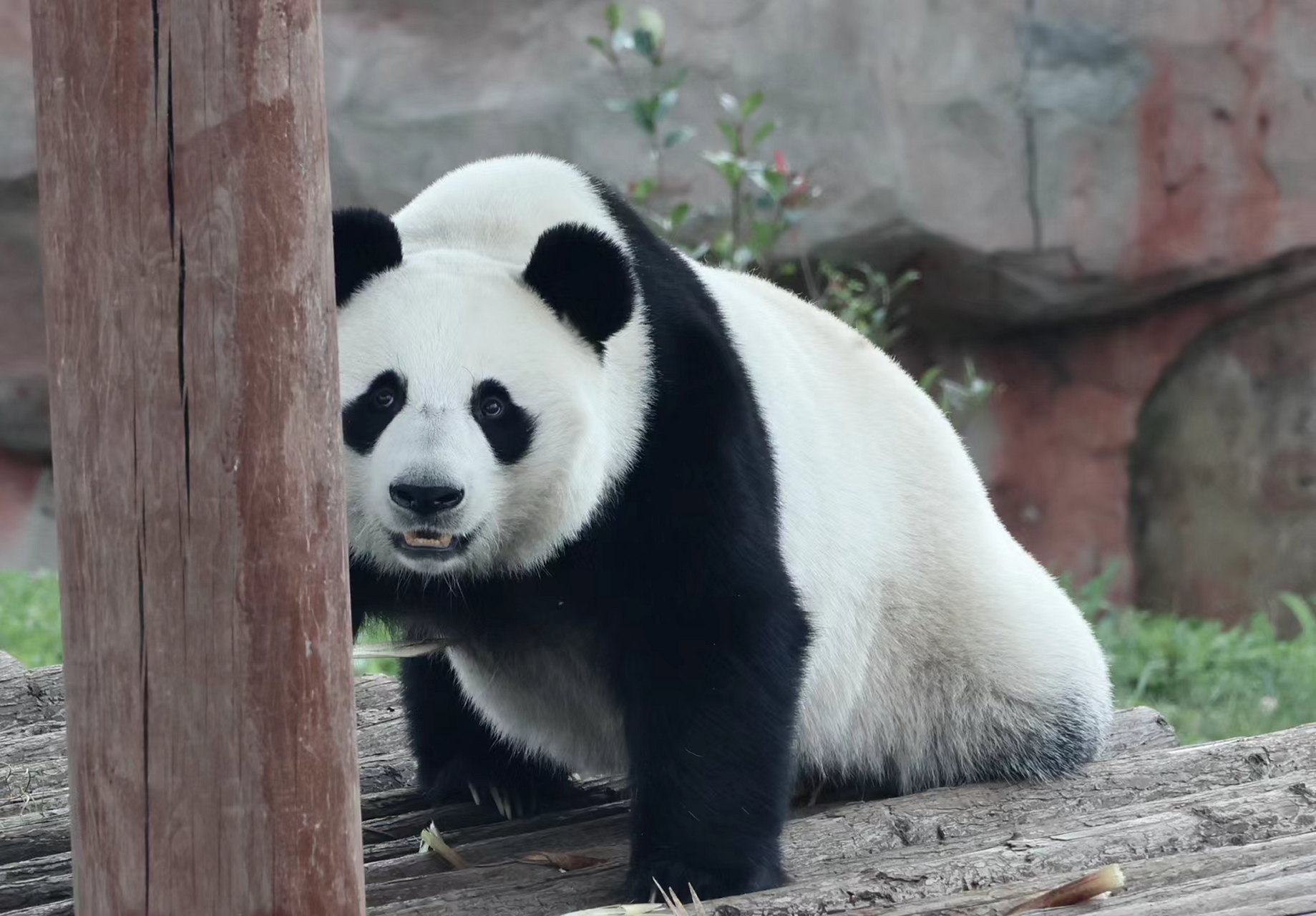 乖乖的大聪明震生系列!