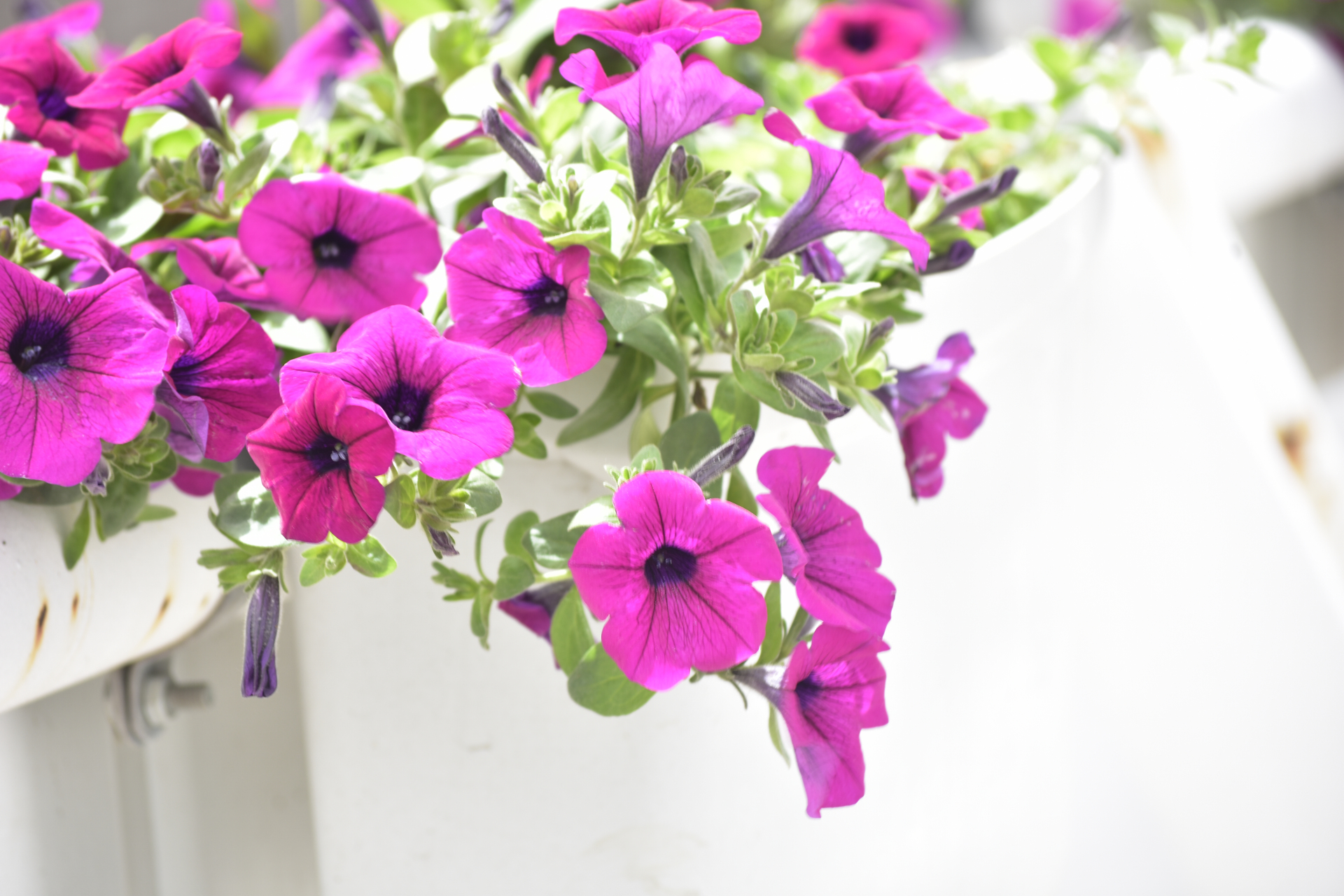 马路边的矮牵牛花.