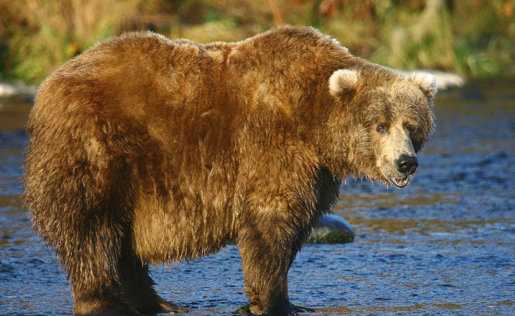 [嘻嘻]科迪亚克棕熊,800斤的大个头野外遇到它,该怎么做?