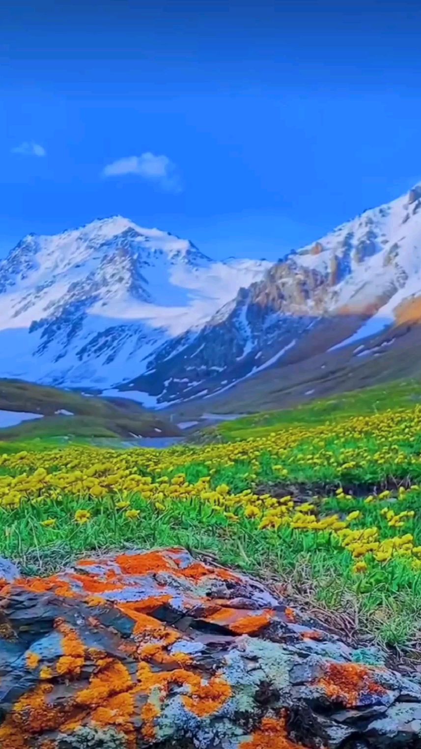 花开4月之新疆那拉提雪莲谷