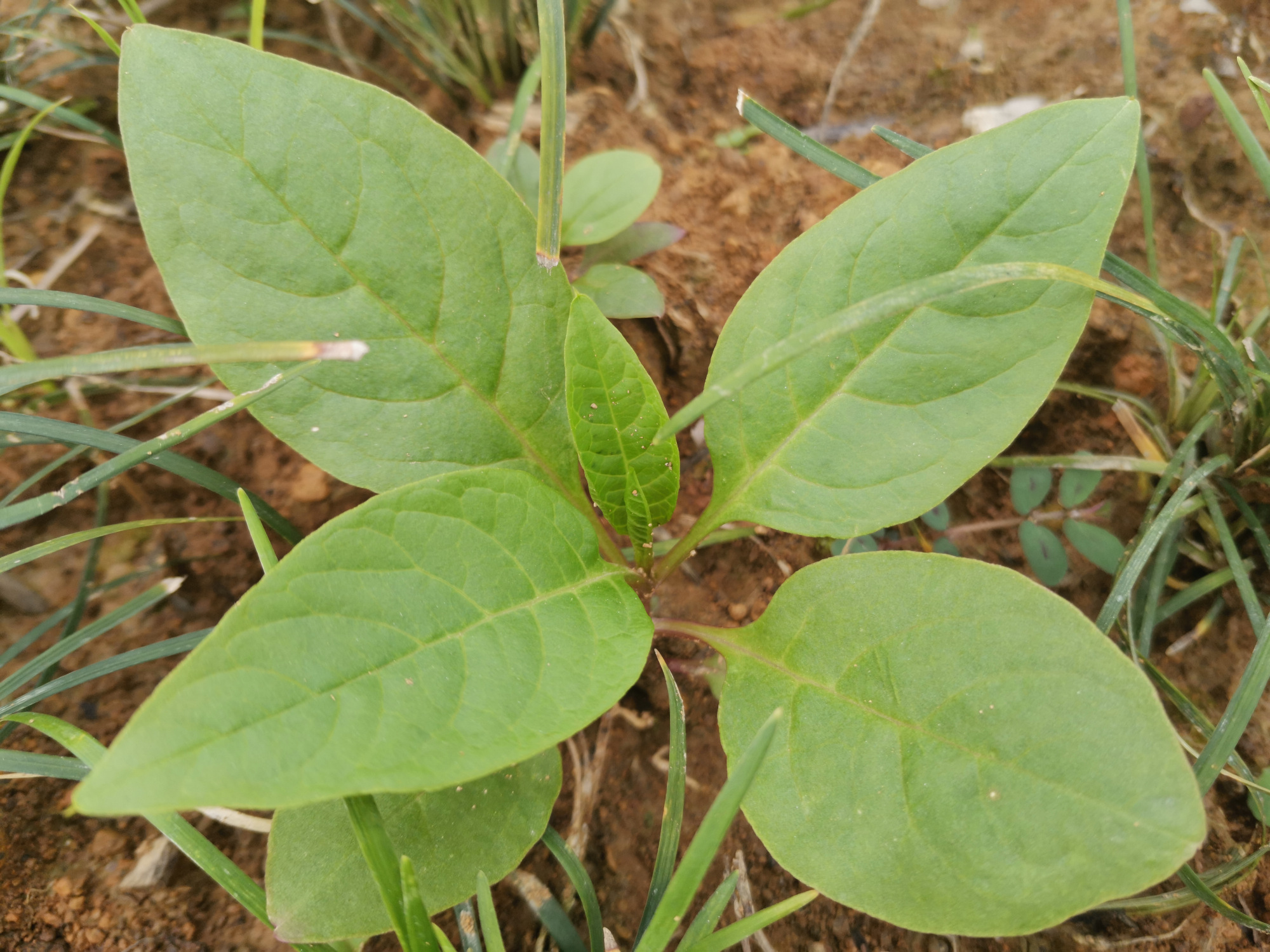 小道旁的野菜:野红参
