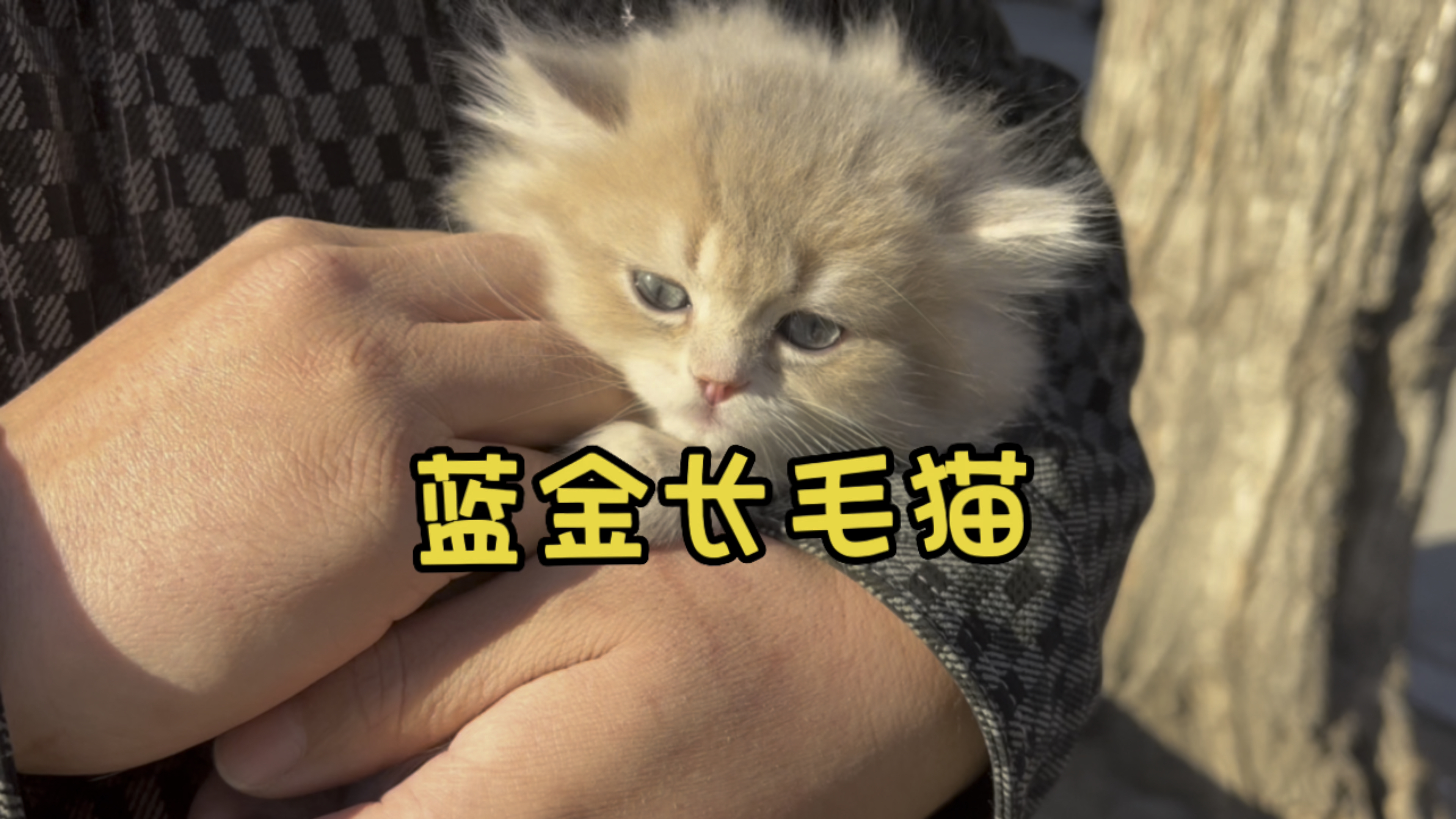 蓝金长毛猫!这个季节猫太少了!50多天的也赶紧拿走吧!