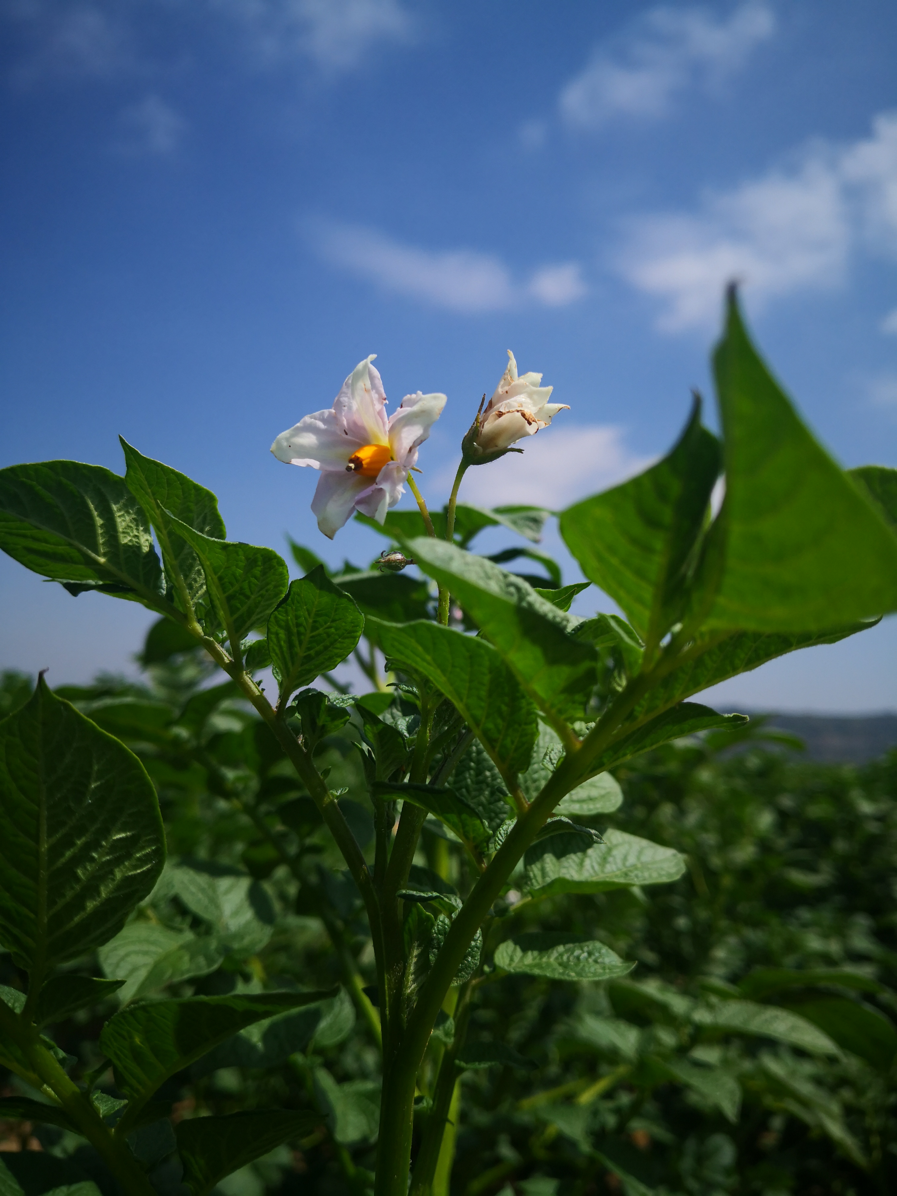 洋芋花图片大全图片