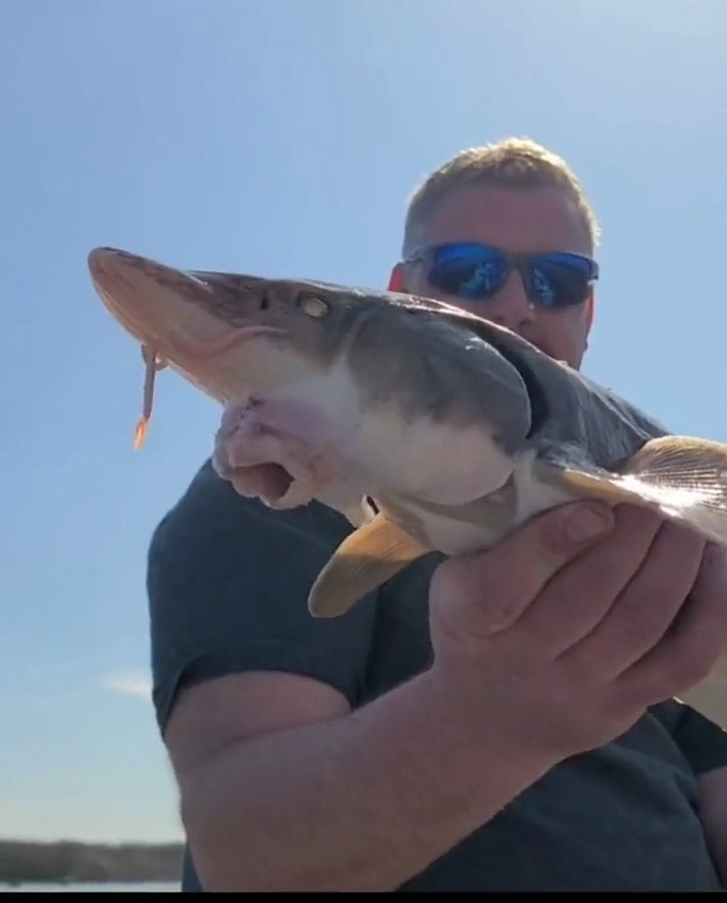 这是什么鱼,嘴巴长得好奇怪呀?