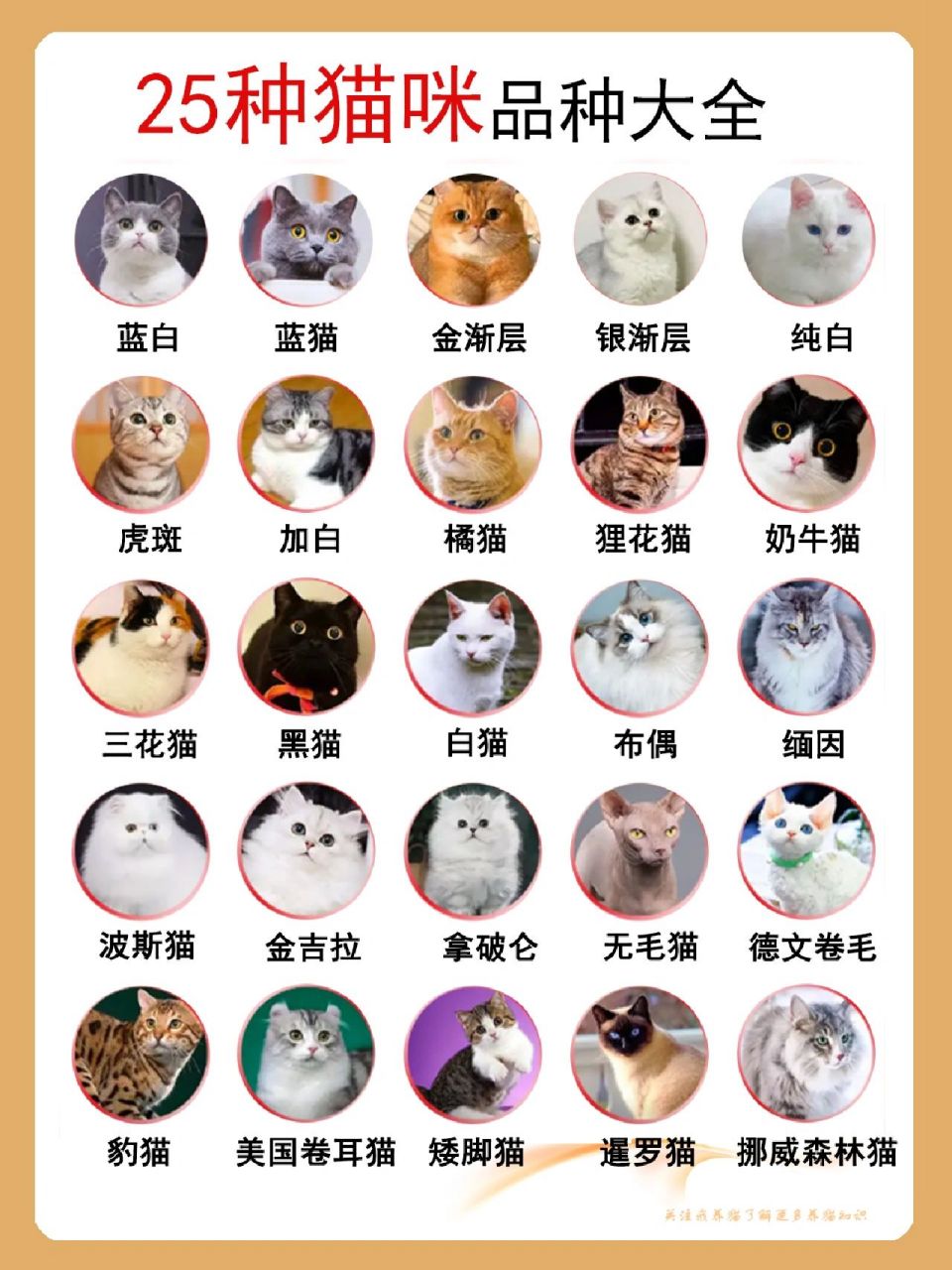 25种猫咪品种大全. 新手养猫必看