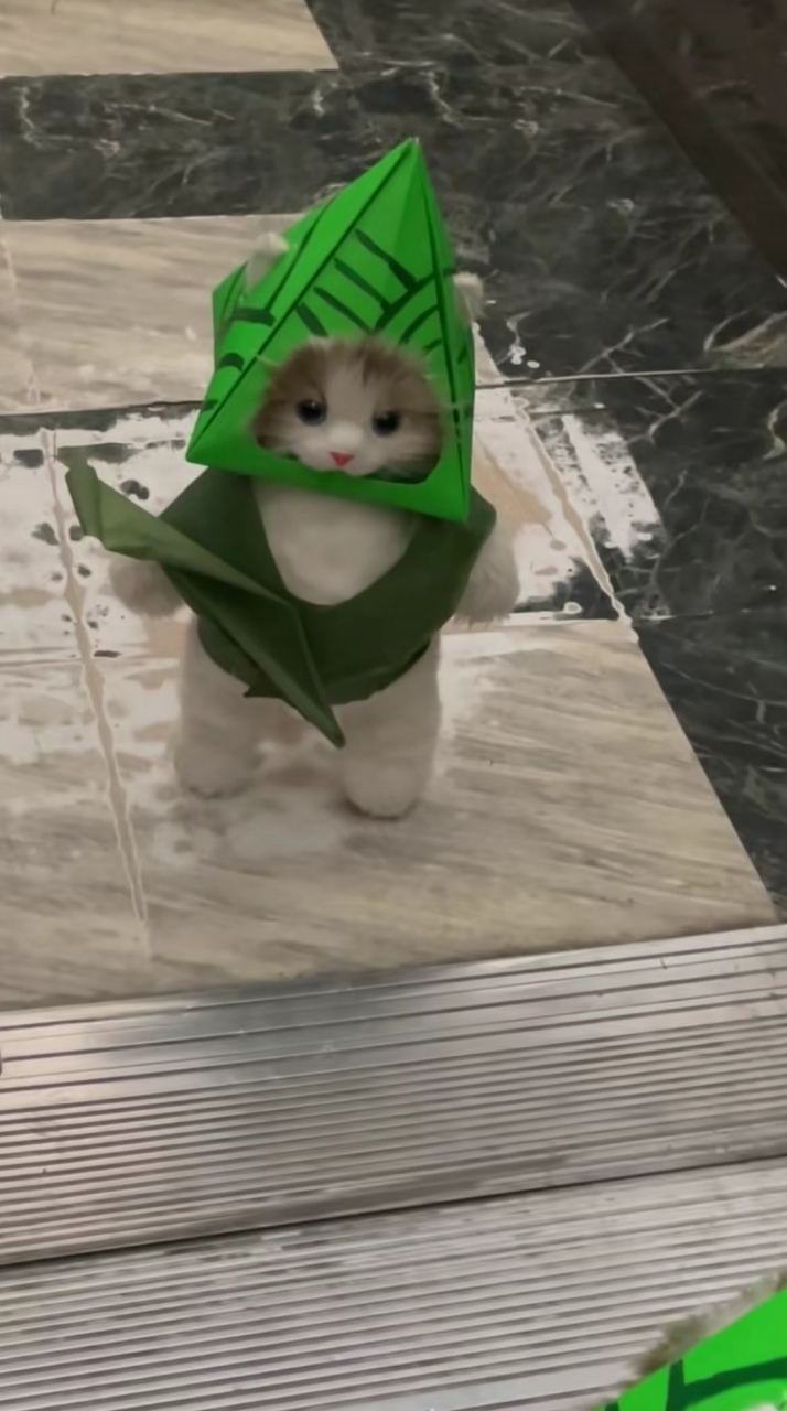 电梯里的粽子猫,怪可爱的嘞,祝大家节日快乐啦[大笑]#猫咪