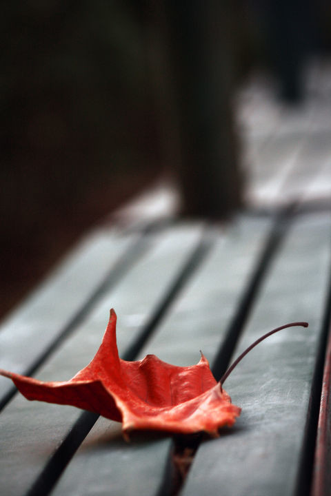 秋叶孤影图片
