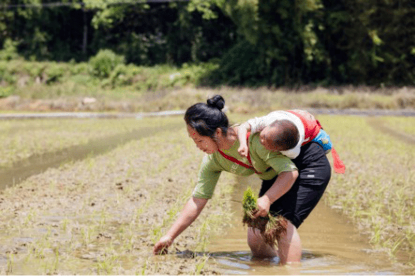 女人背孩子干活的图片图片