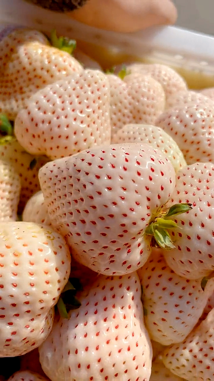 云南粉玉草莓苗价格 粉玉草莓苗结果表现 口感鲜甜 果肉硬度大 品种