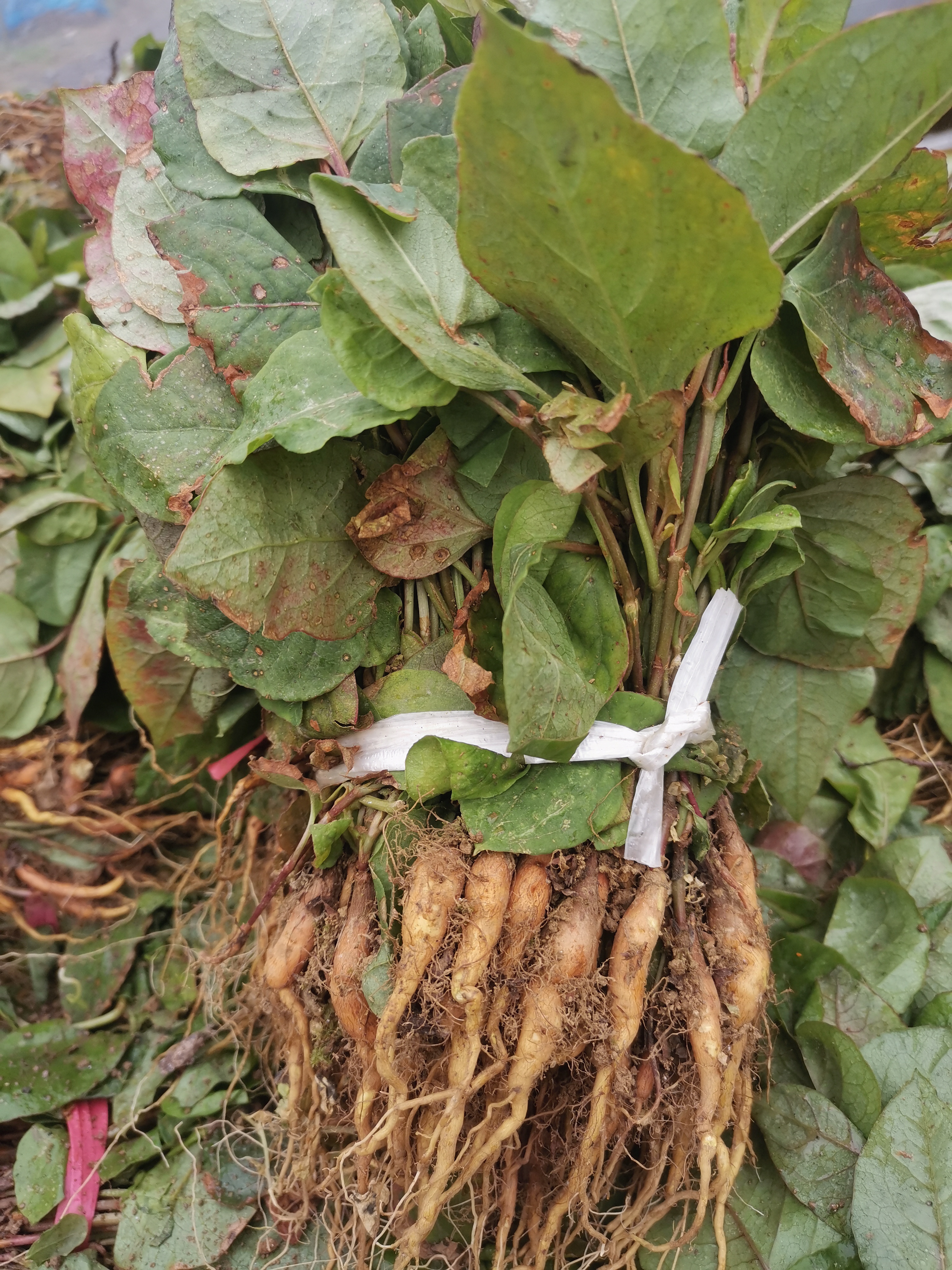 乡村振兴给农村创业带来一片生机,也把不少人会带进火坑