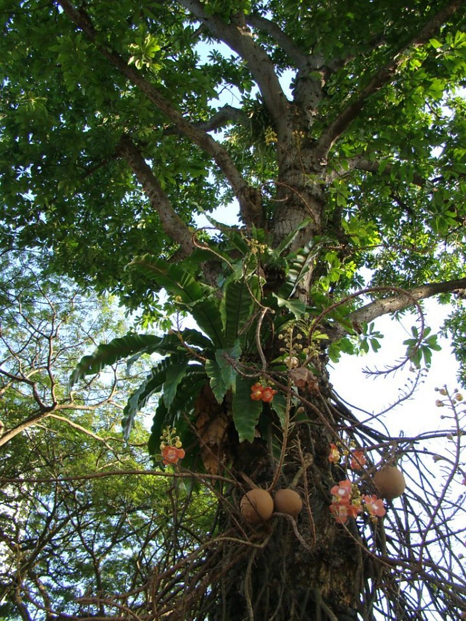 我们都会去那里捡菩提子,外皮拿来当肥皂,里面的仔就玩游戏.