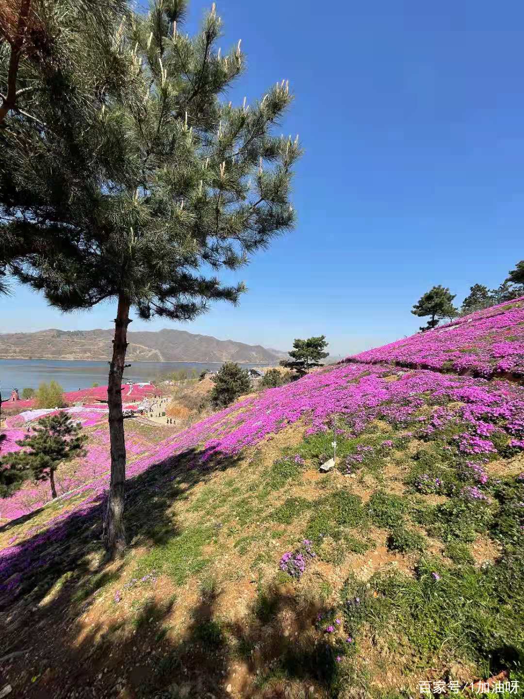 北京向東兩小時,遇見芝櫻遇見你!唐山遷西雨花谷花海春日盛放!