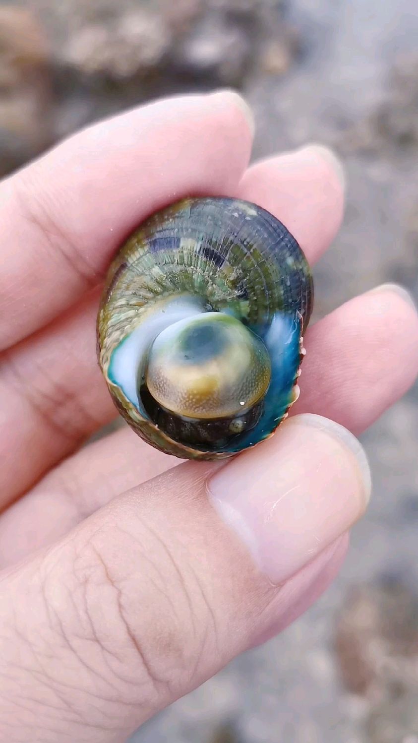 美味佳肴牛眼螺,大退潮的海里到处都是