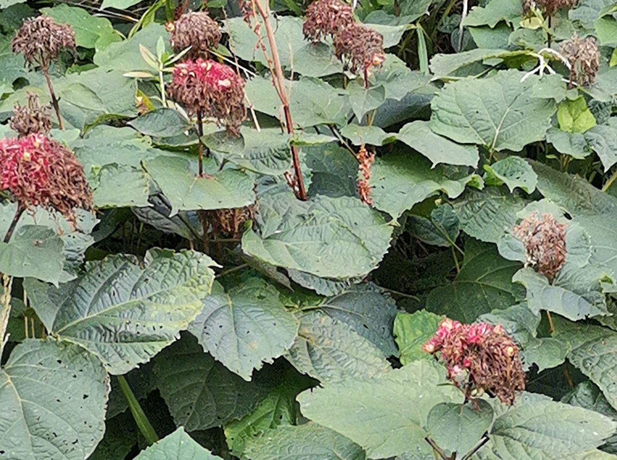 臭死熏天,味飘十里,人畜不理,还可入药?臭枫!