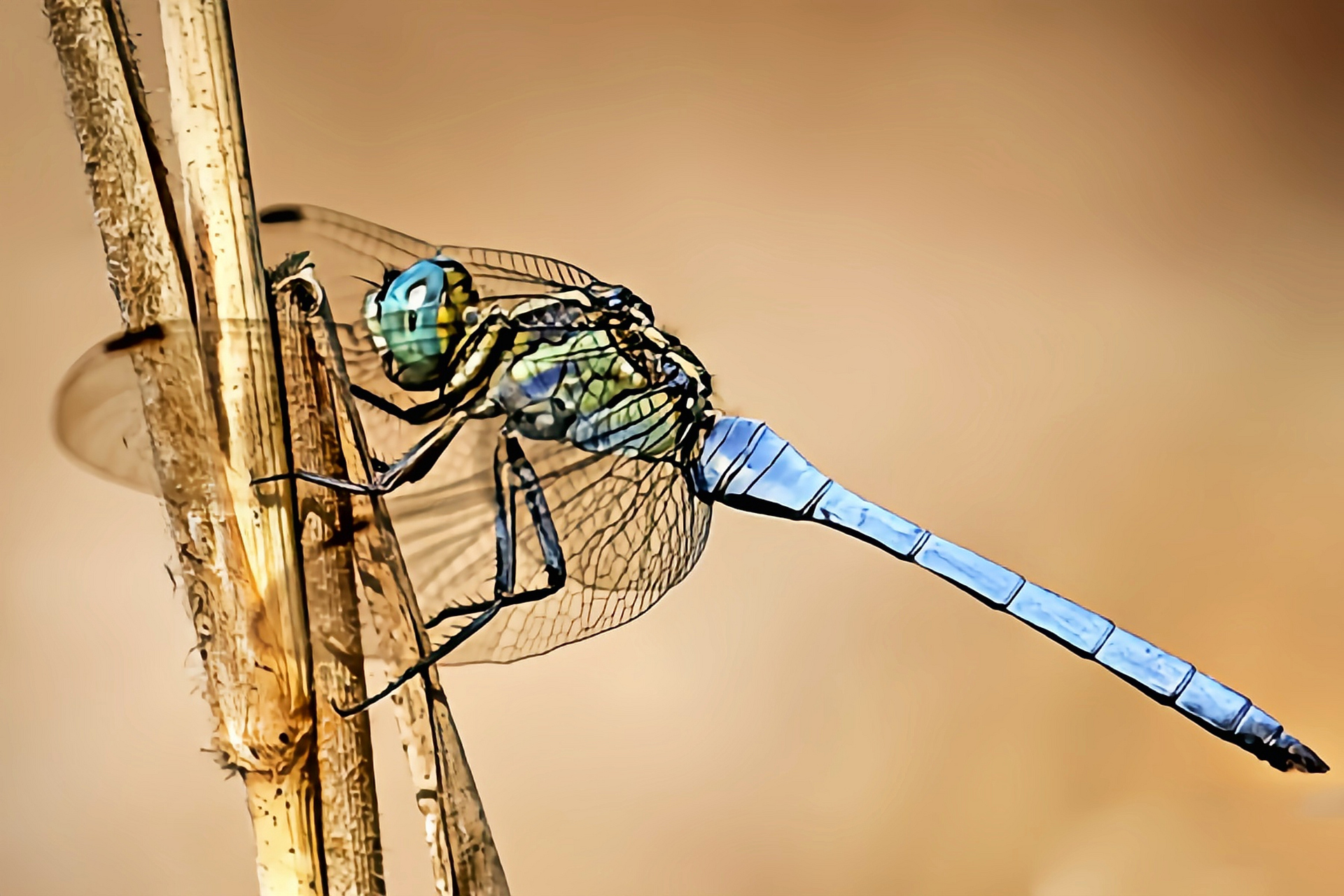 每天认识一种昆虫——吕宋蜻蜓  吕宋蜻蜓是蜻蜓目,蜻科,灰蜻属昆虫