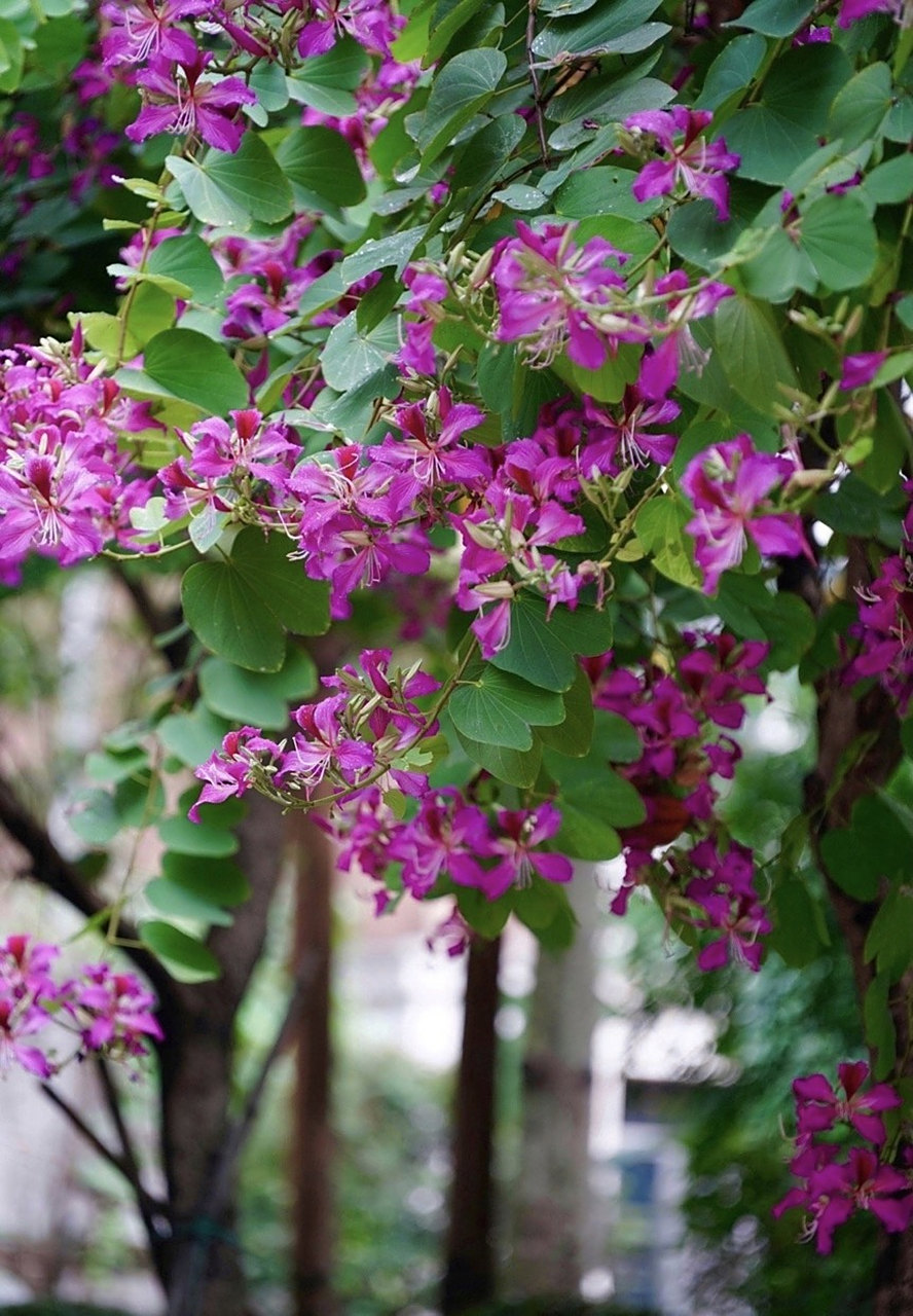 红花羊蹄甲,繁花似锦花期长达5个月. #摄影# #花# #治愈系美图