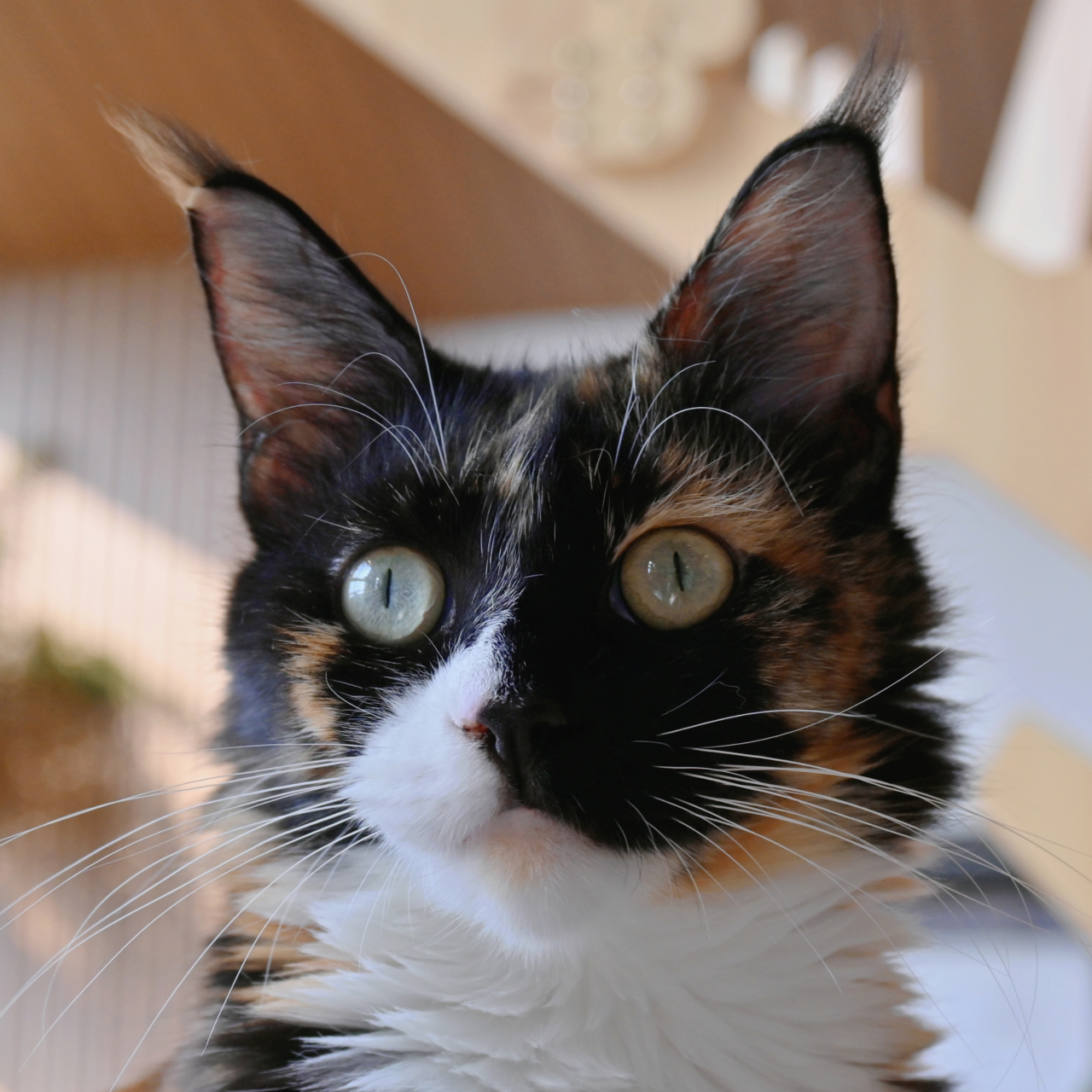 猫咪大头照,脸部特写.93