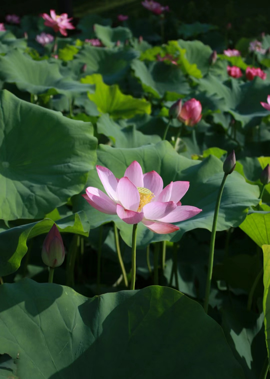 夏天的代表荷花最美