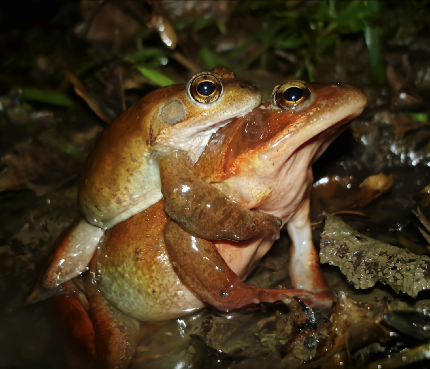 每天认识一种动物——泽蛙 泽蛙别名泽陆蛙,原产于我国秦岭以南的平原