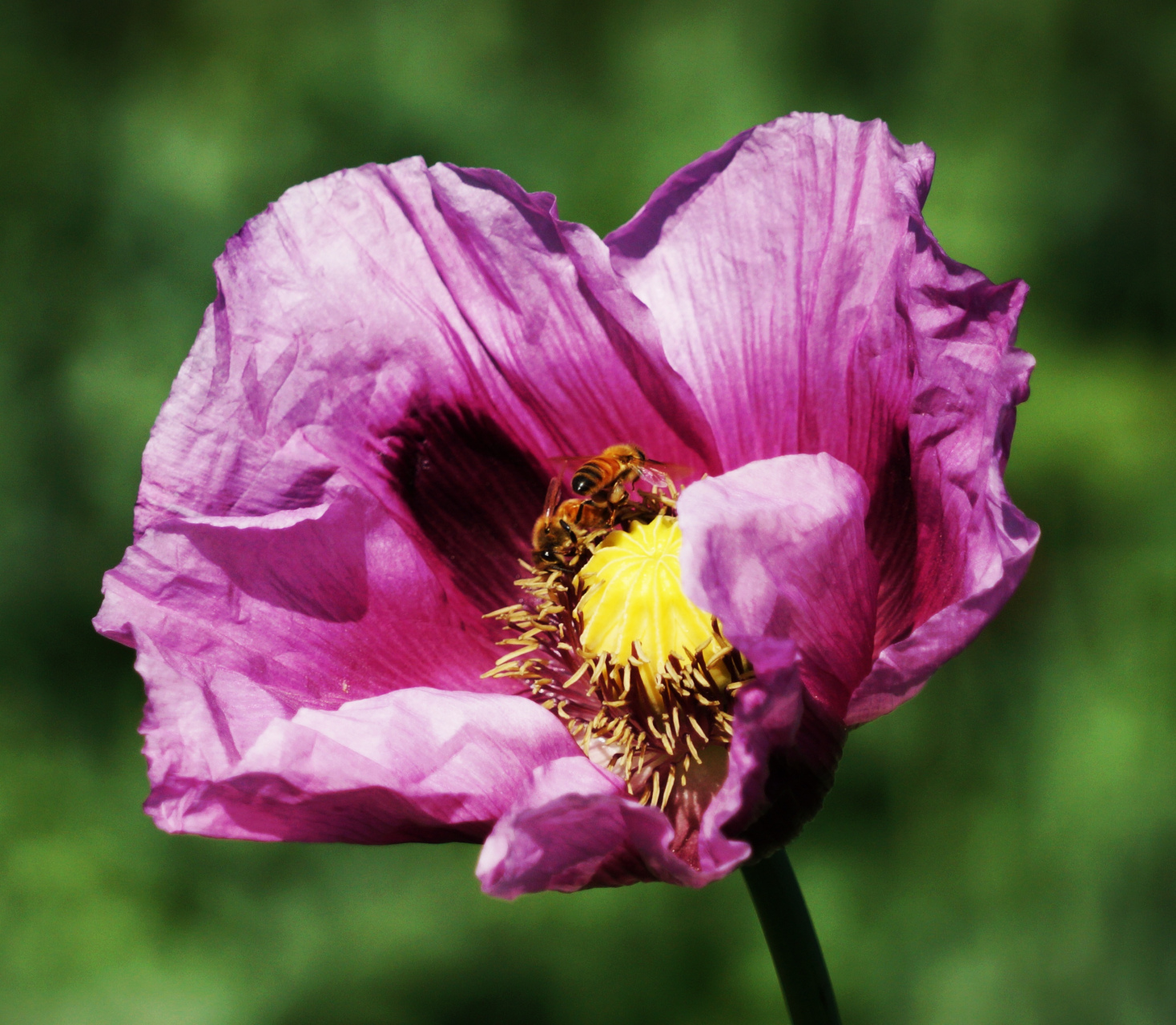 花大艳丽,香气浓郁,有红色,黄色,紫色,白色,向上开放,是世界上最美丽