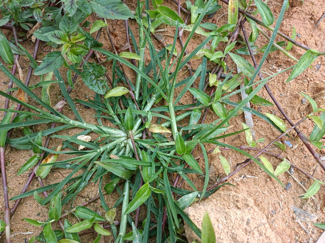 1种任人践踏的野草