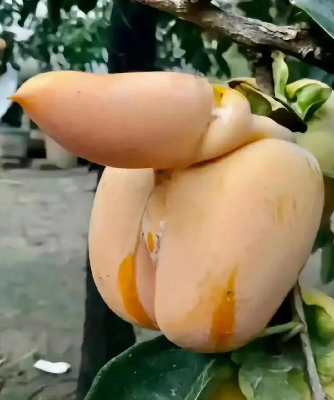 这是什么水果,奇形怪状的,好吃吗?