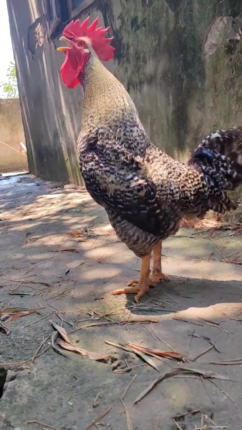 这只芦花大公鸡谁能抱得到的话我算他能干主人都被打了好几次了