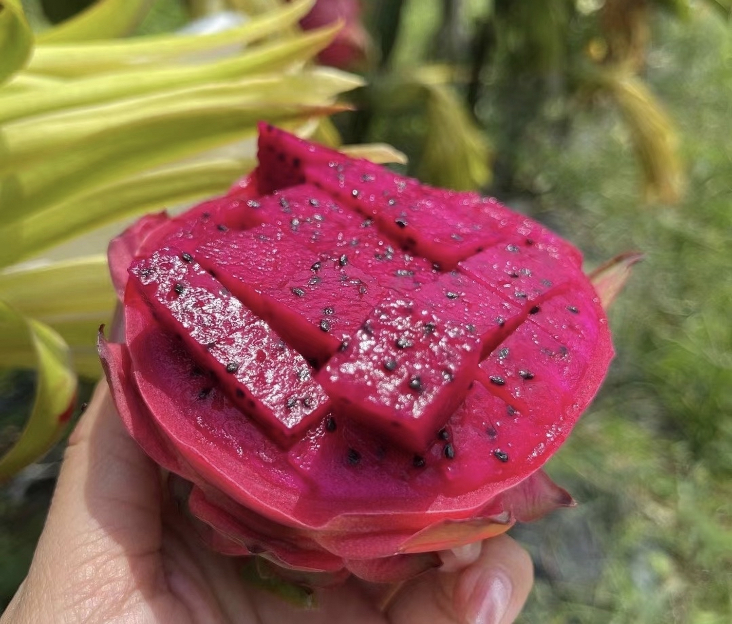 夏天记得多吃"富含花青素"的国产红心火龙果!