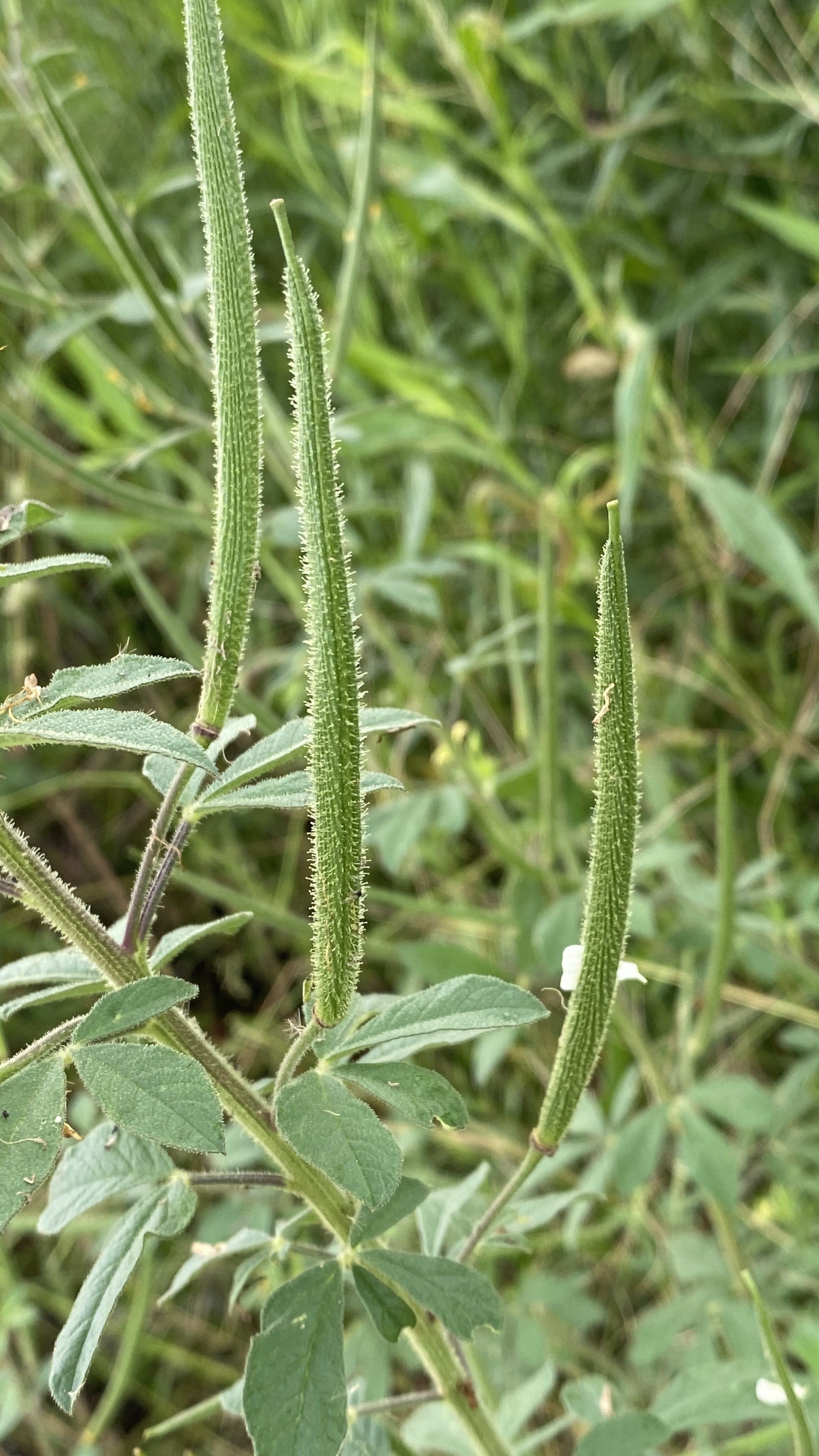 这就是黄花草,它全株有特别气味,摸上去黏黏的,它