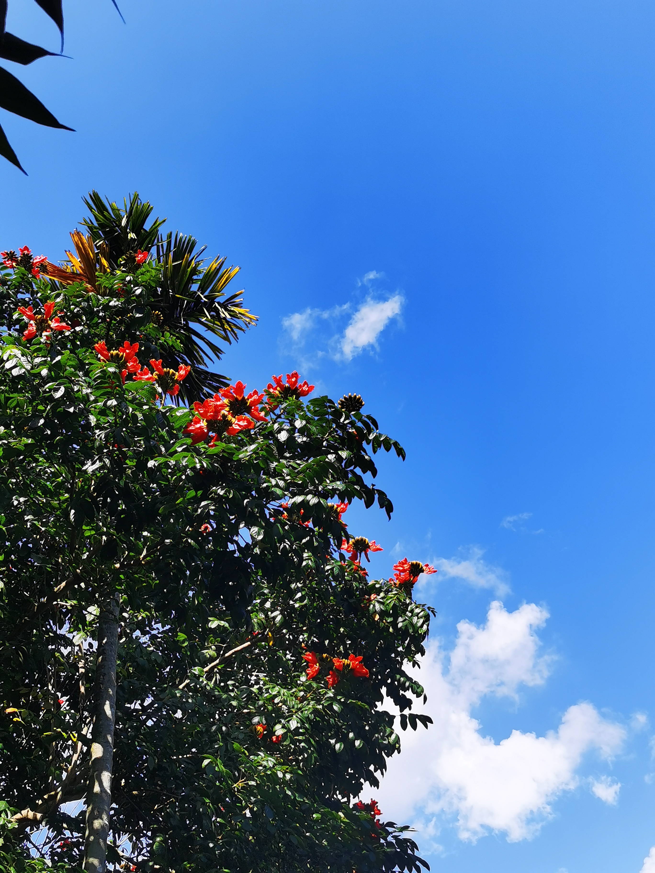 三亚,晴天朗日,山野灿烂