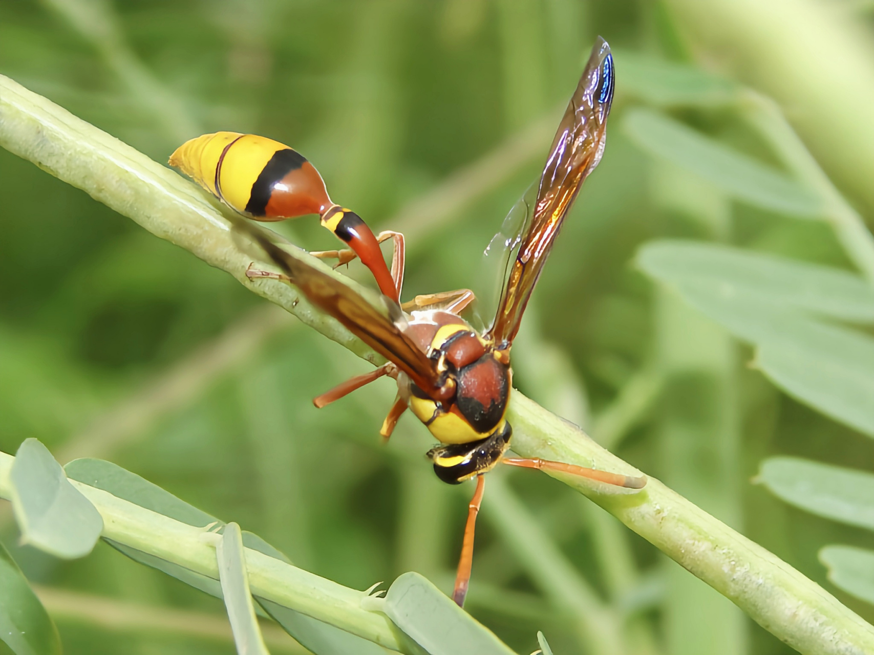 每天认识一种昆虫——细腰蜂 蜾臝(guǒ luǒ)又蒲卢,细腰蜂是胡蜂总
