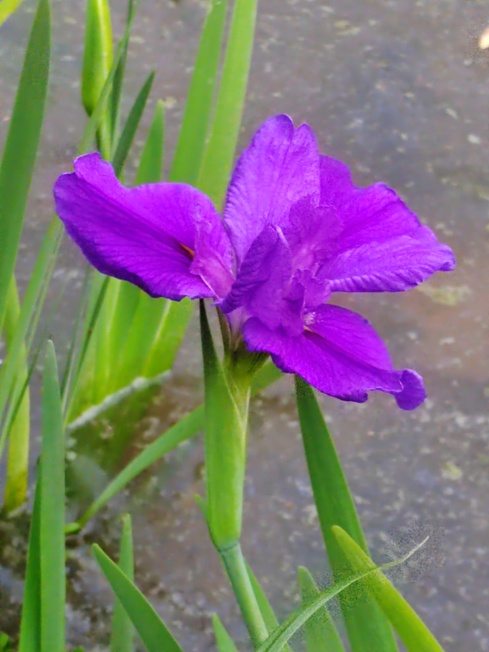 宁夏银川的市花——马兰花 咱们中国有一种精神叫马兰精神,它代表的