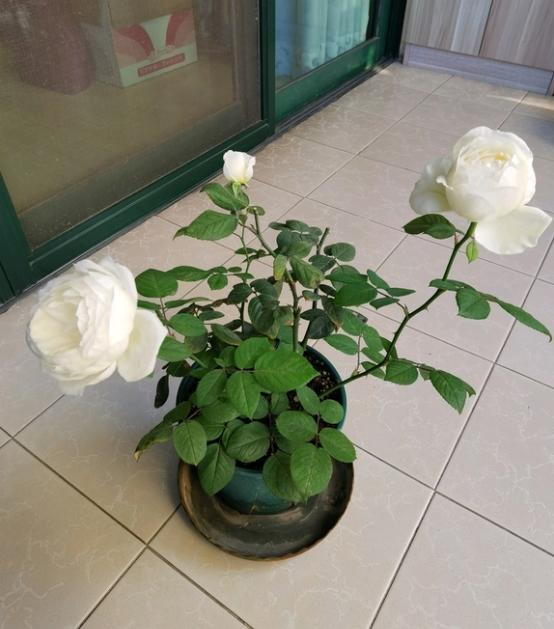 最简单还是农资店复合肥 掌握好用量1月一次肥效给力省事还便宜