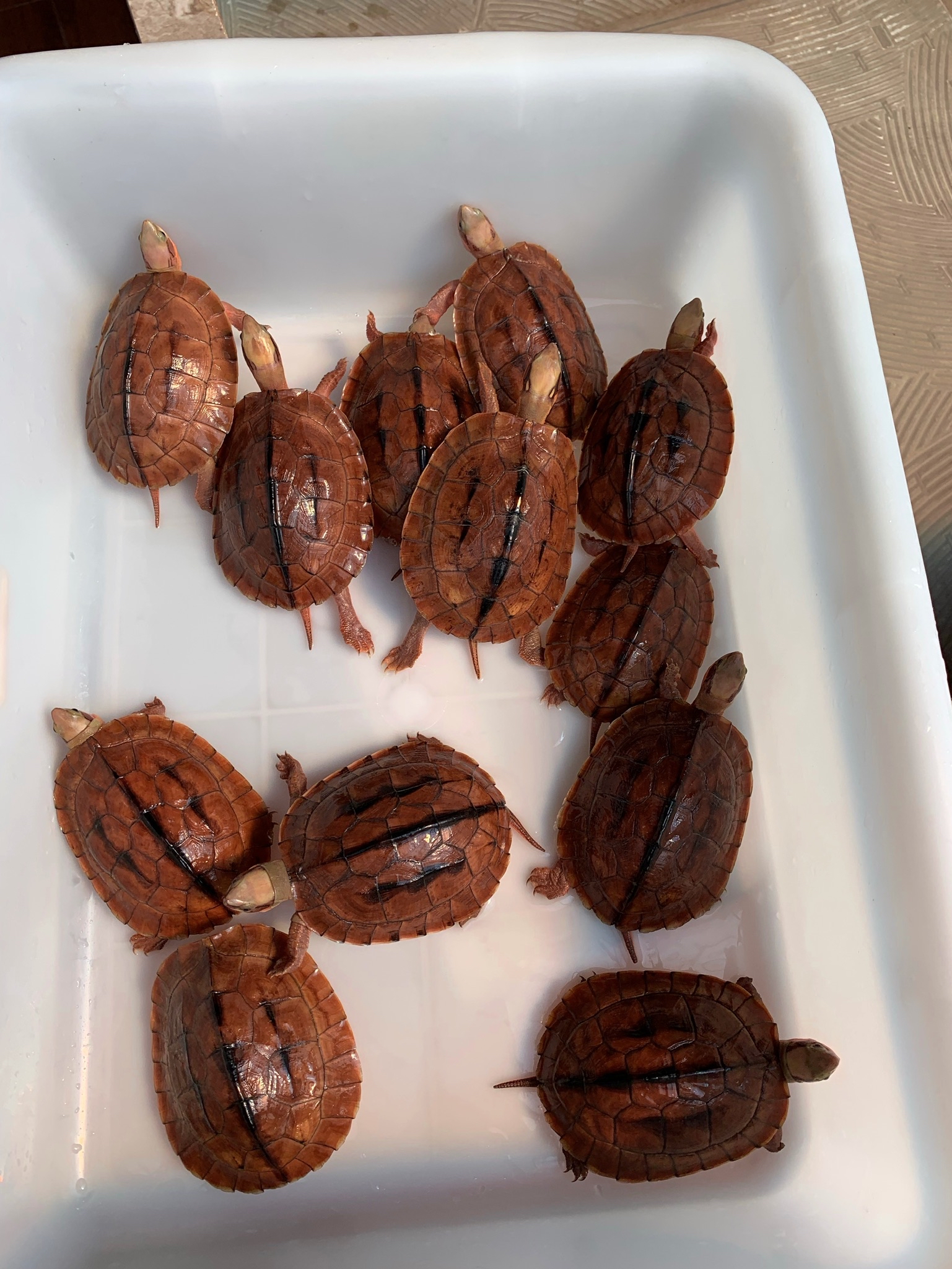 金钱龟越南米底碌长大啥样?分享给大家看看